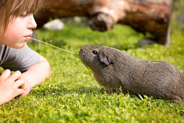 Das Meerschweinchen: der beste Freund für Ihr Kind