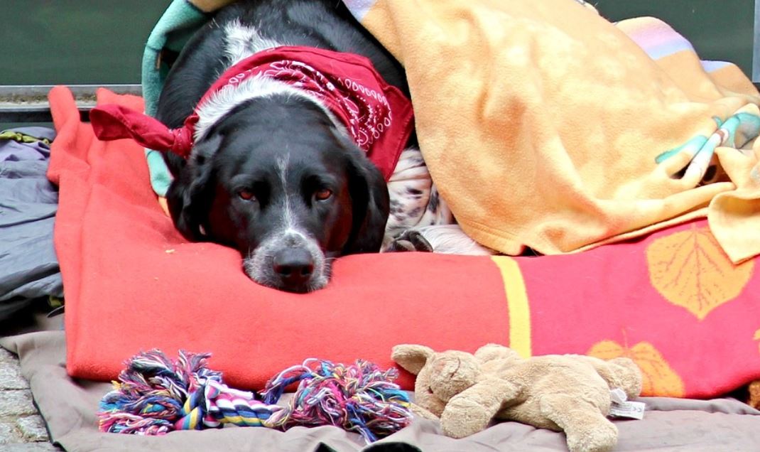When things go wrong with your animal…